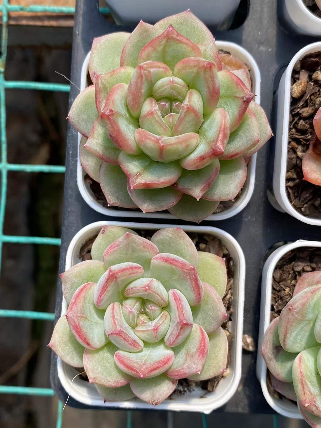 ヤマモミジ/山採り天然木【現品発送】管理70895