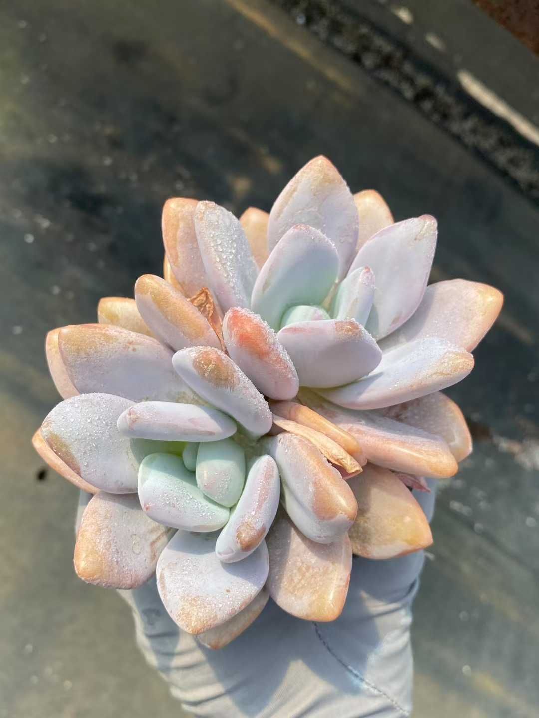 新発売 C6055 粉月影 105苗セット 土と根付き 多肉植物 エケベリア