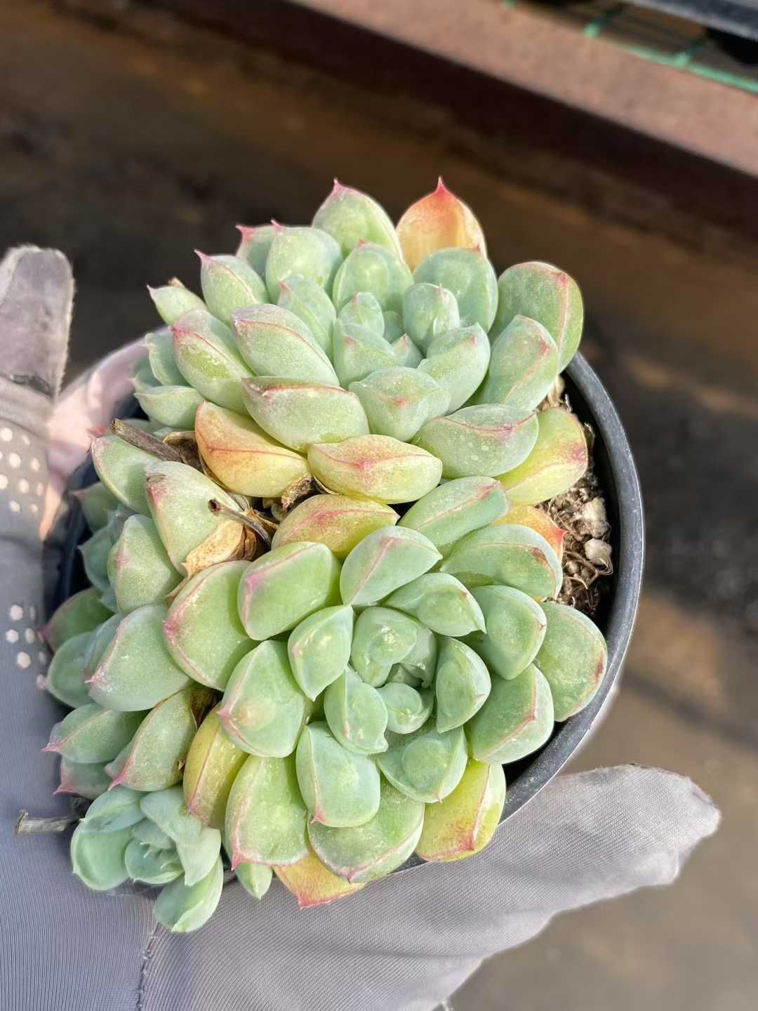 18株×アルビスイシュ 多肉植物 エケベリア セダム アエオニウム グラプトペタルム 韓国苗 寄せ植え MY380