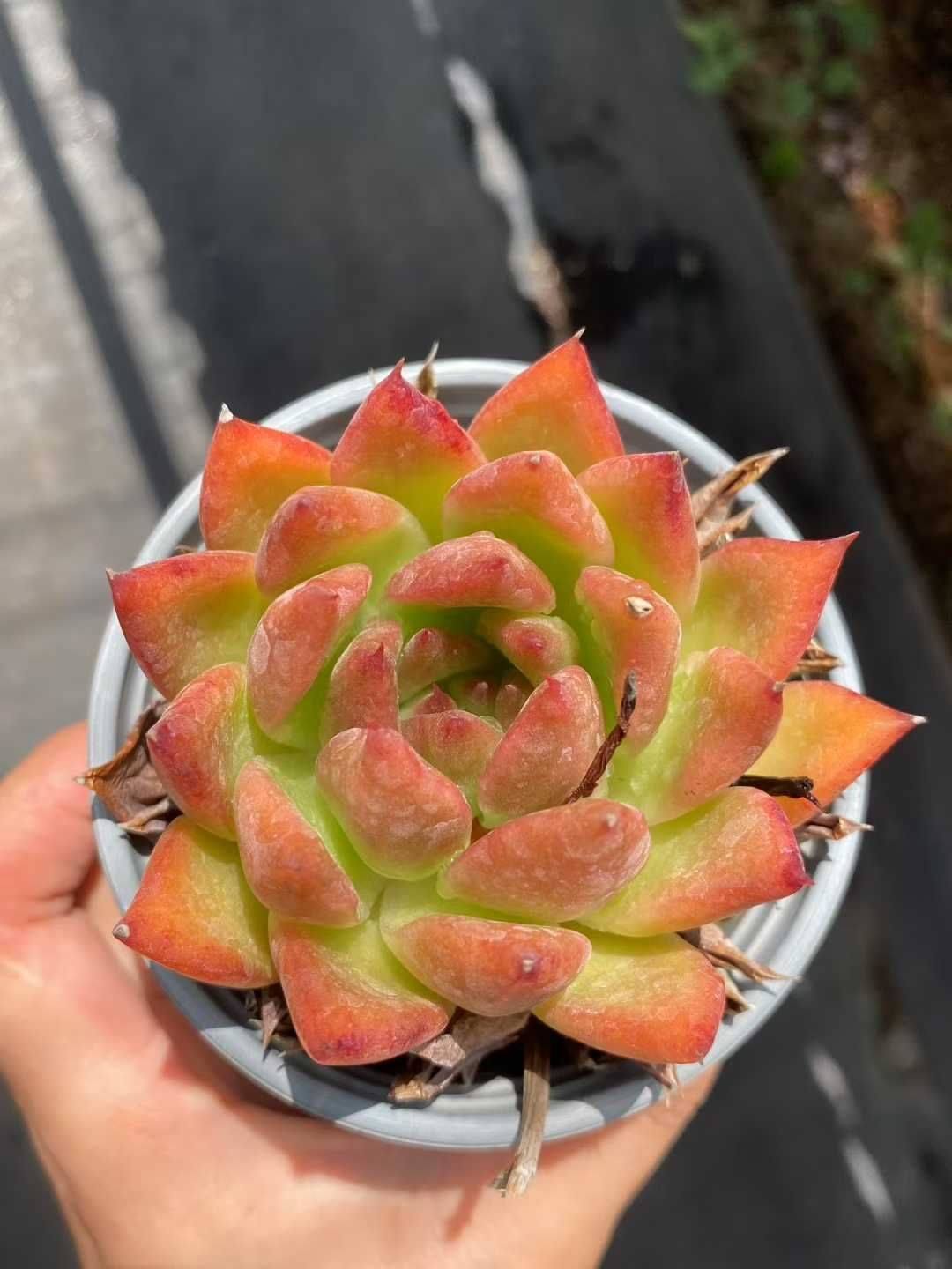 18株×フランク 多肉植物 エケベリア セダム アエオニウム