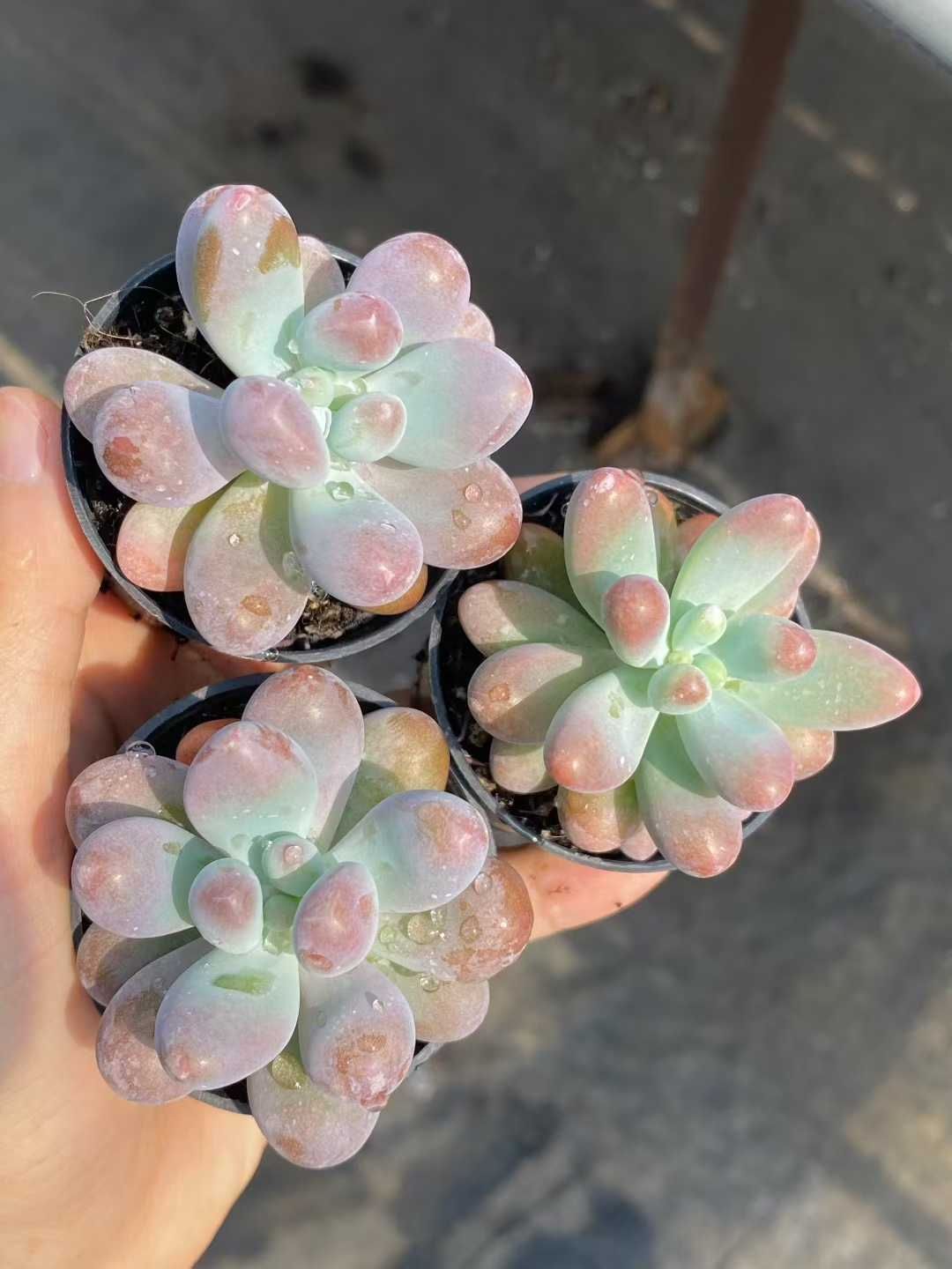 50株×ダイセイ 多肉植物 エケベリア セダム アエオニウム グラプトペタルム 韓国苗 寄せ植え MY397