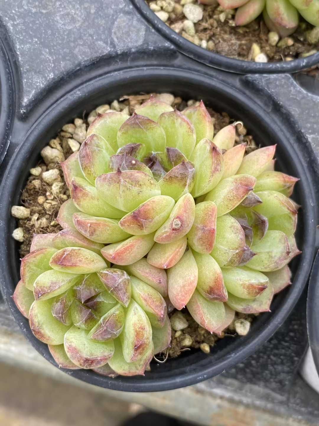 18株 チョンチンモリ 多肉植物 エケベリア セダム アエオニウム グラプトペタルム 韓国苗 寄せ植え MY 352