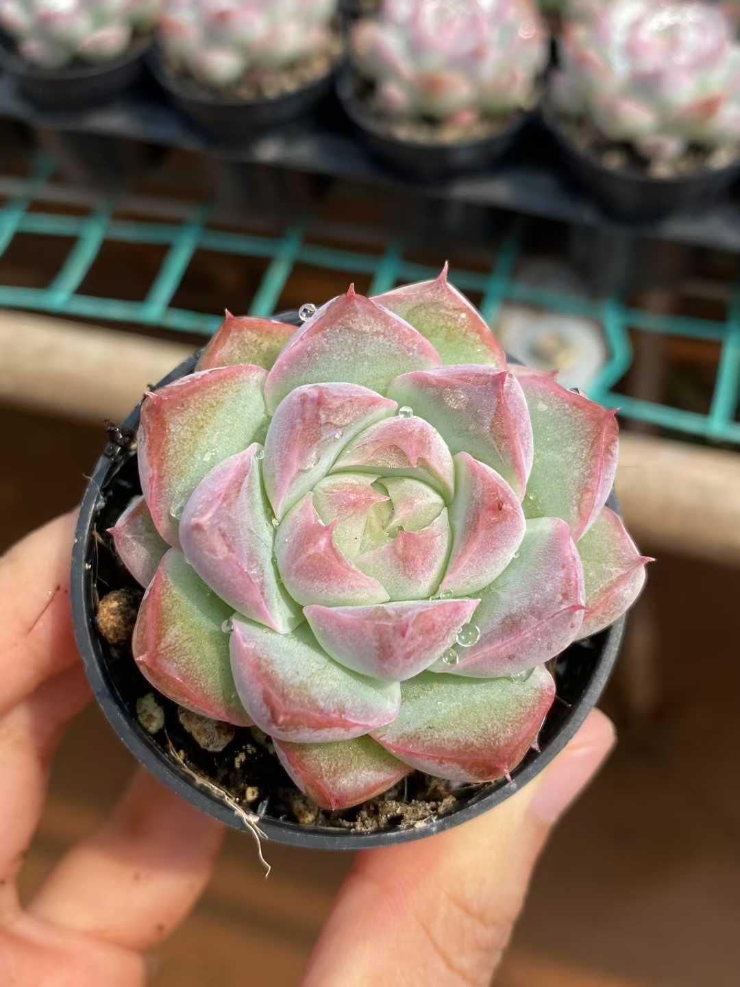 50株×トウクンバイオウ 多肉植物 エケベリア セダム アエオニウム グラプトペタルム 韓国苗 寄せ植え MY400