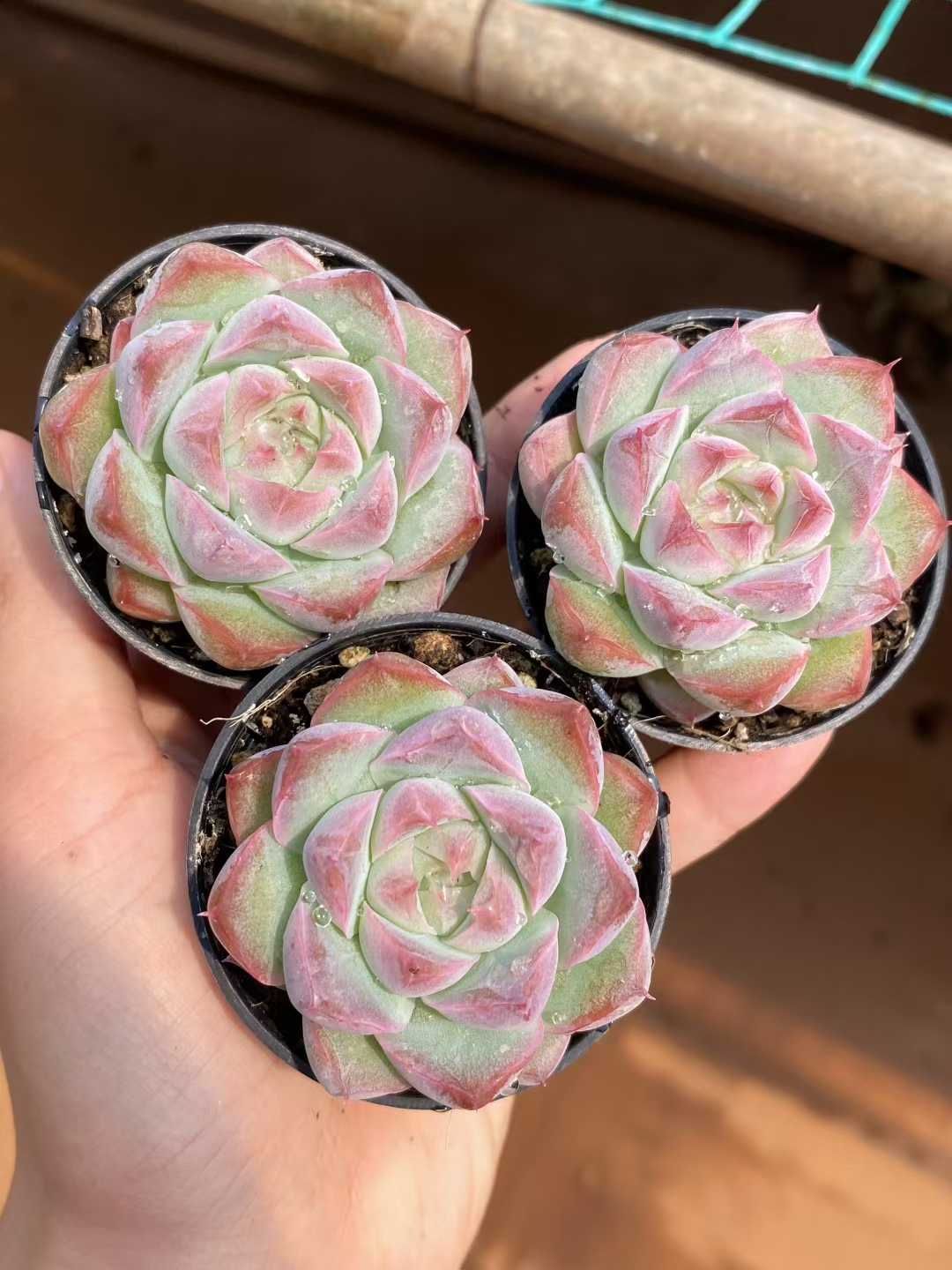 50株×トウクンバイオウ 多肉植物 エケベリア セダム アエオニウム グラプトペタルム 韓国苗 寄せ植え MY400