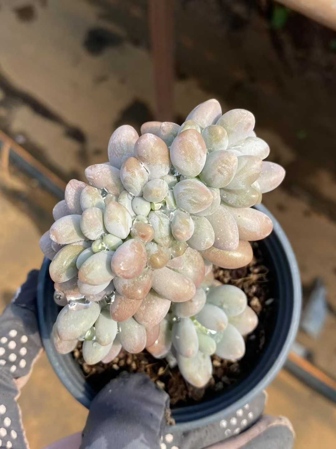 18株×ピンクラバーツイカ 多肉植物 エケベリア セダム アエオニウム グラプトペタルム 韓国苗 寄せ植え MY407