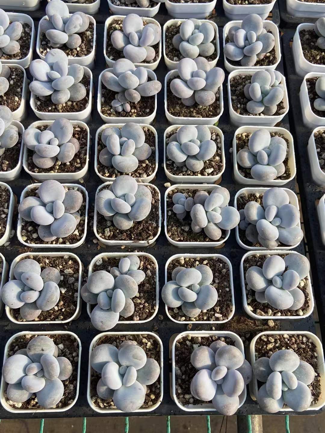 50株×マルマルチビチーズ 多肉植物 エケベリア セダム アエオニウム グラプトペタルム 韓国苗 寄せ植え MY315