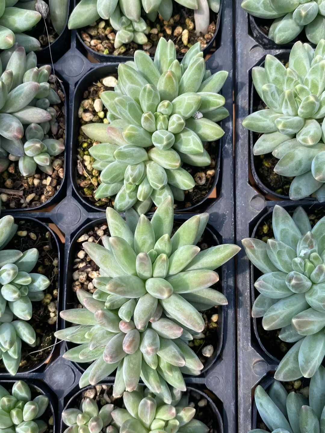 18株×イカロス 多肉植物 エケベリア セダム アエオニウム グラプトペタルム 韓国苗 寄せ植え MY353