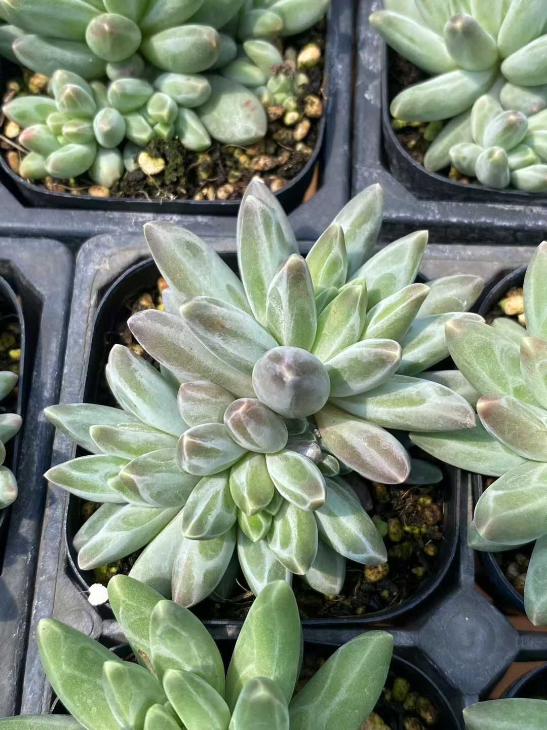 アエオニウム グラプトペタルム