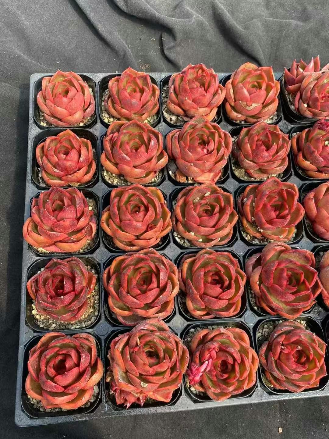 24株×レッドライト 多肉植物 エケベリア セダム アエオニウム グラプトペタルム 韓国苗 寄せ植え MY 284