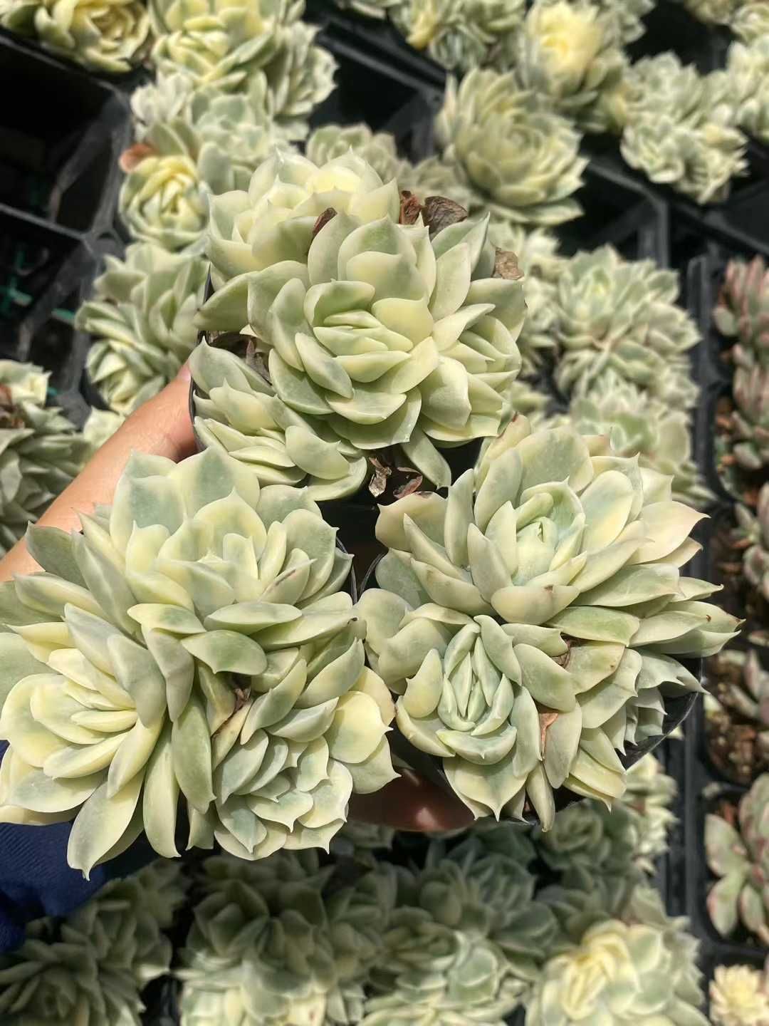 アエオニウム グラプトペタルム