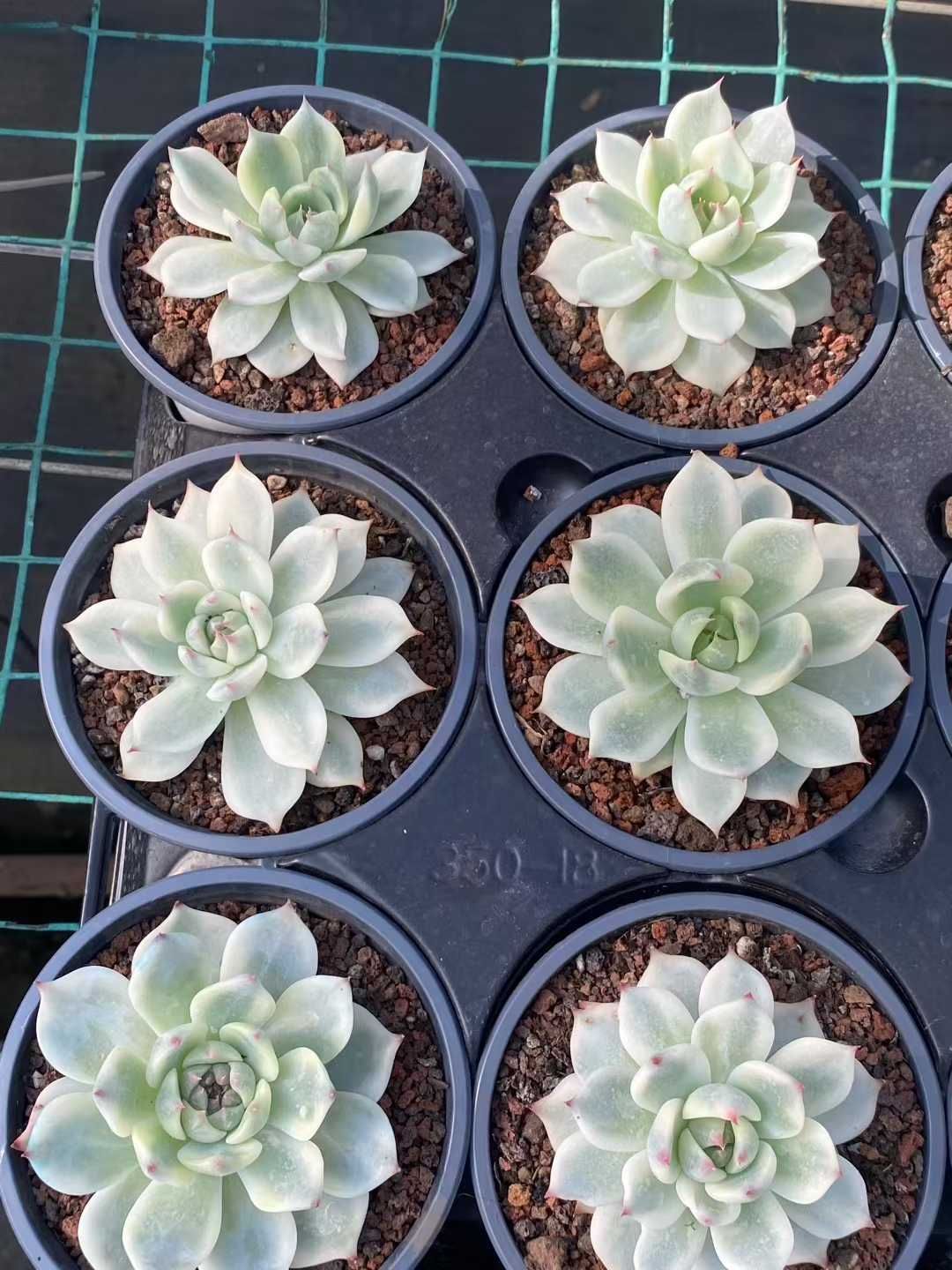 18株×チワワニシキ 多肉植物 エケベリア セダム アエオニウム グラプトペタルム 韓国苗 寄せ植え MY365