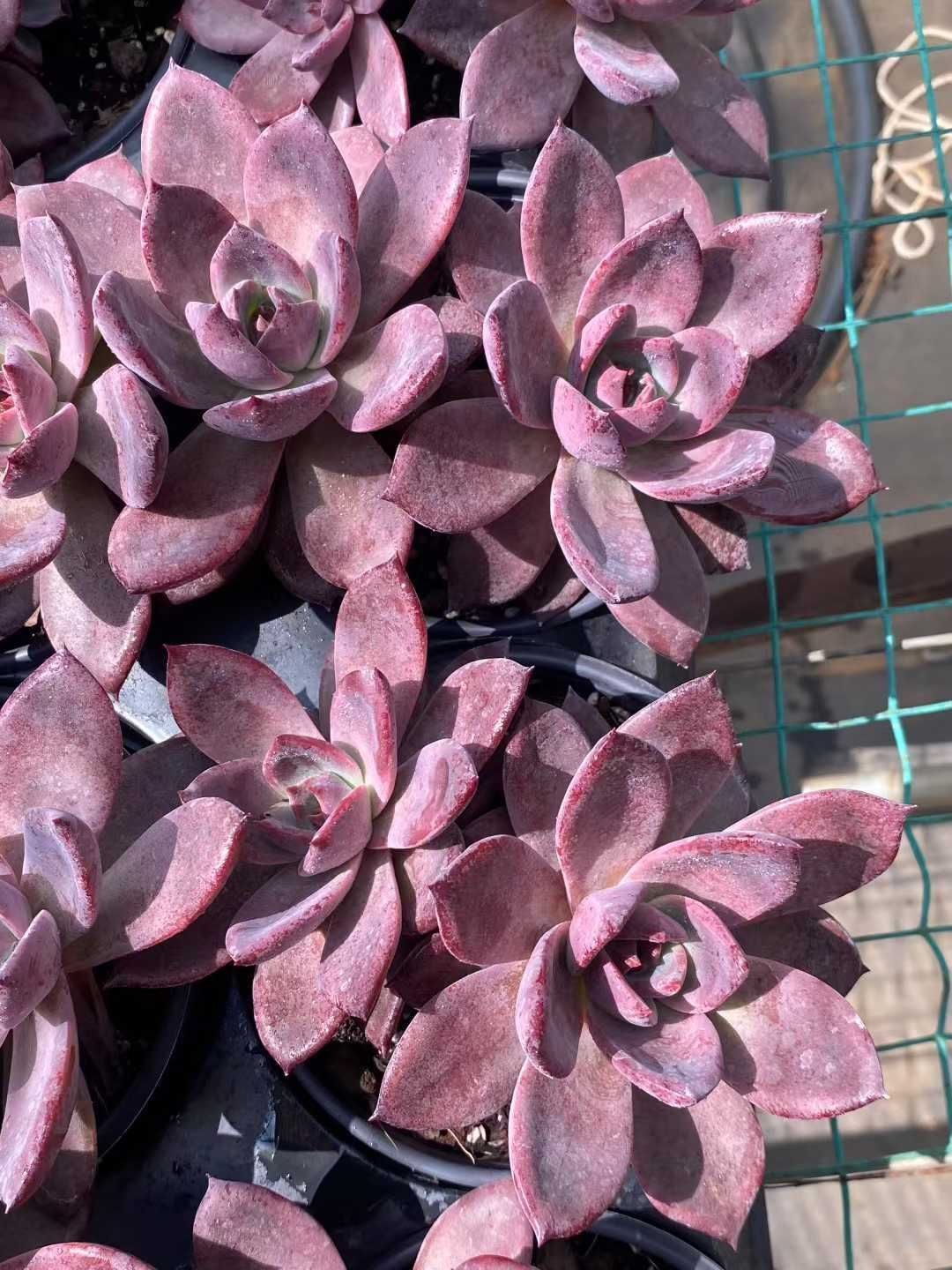 12株×コクトウカ 多肉植物 エケベリア セダム アエオニウム グラプトペタルム 韓国苗 寄せ植え MY375 WWW_GEBZETESISAT_COM_TR