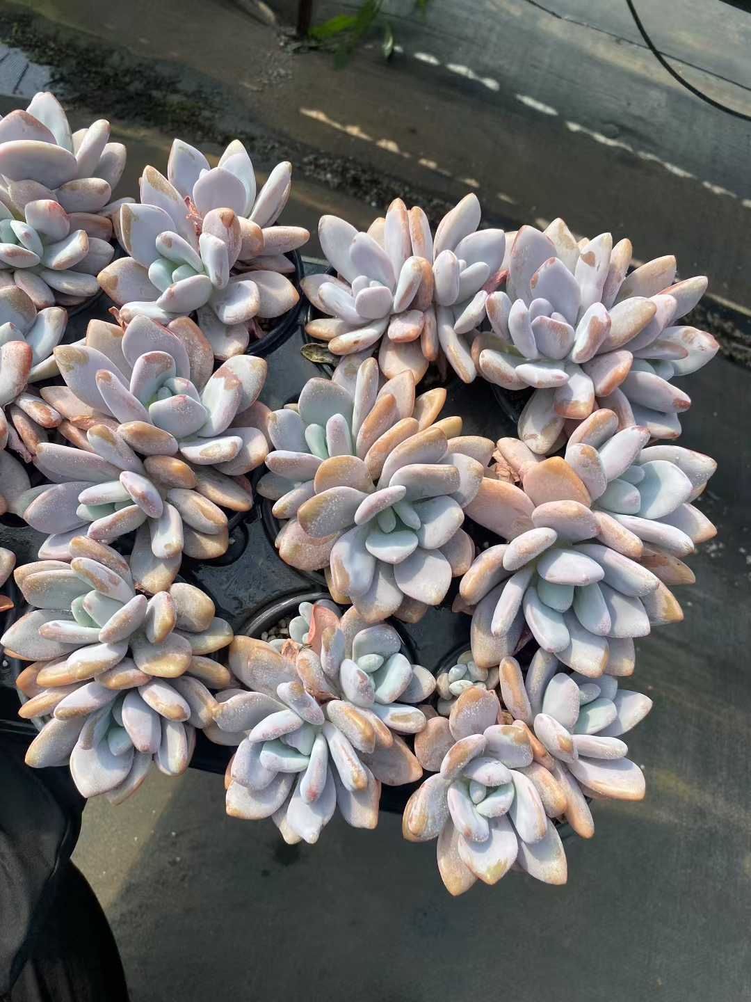 多肉植物　韓国苗　フレーベル×オビフェルム　抜き苗 多肉植物 韓国苗 フレーベル×オビフェルム 抜き苗 フレーベル