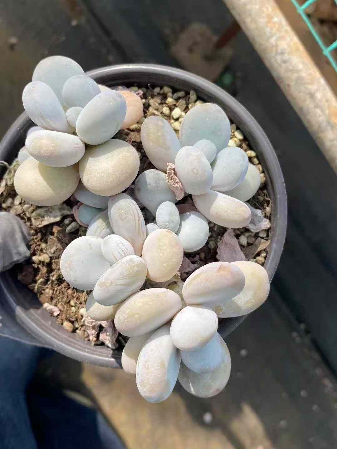 12株×チーズバエ 多肉植物 エケベリア セダム アエオニウム グラプトペタルム 韓国苗 寄せ植え MY438