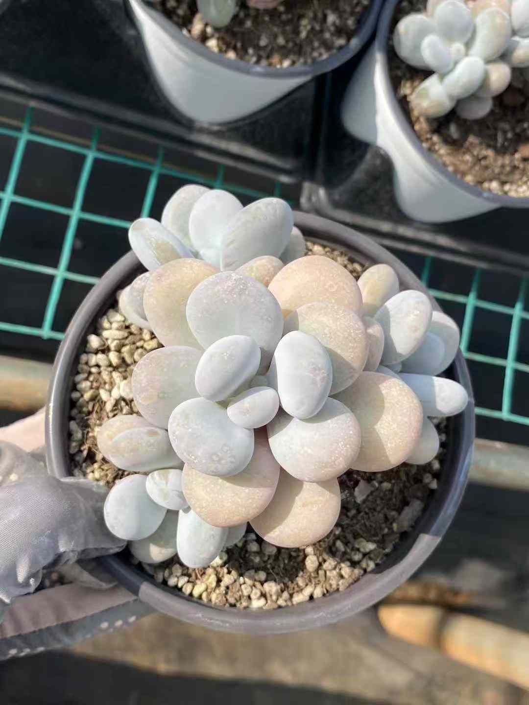 12株×チーズバエ 多肉植物 エケベリア セダム アエオニウム グラプトペタルム 韓国苗 寄せ植え MY438