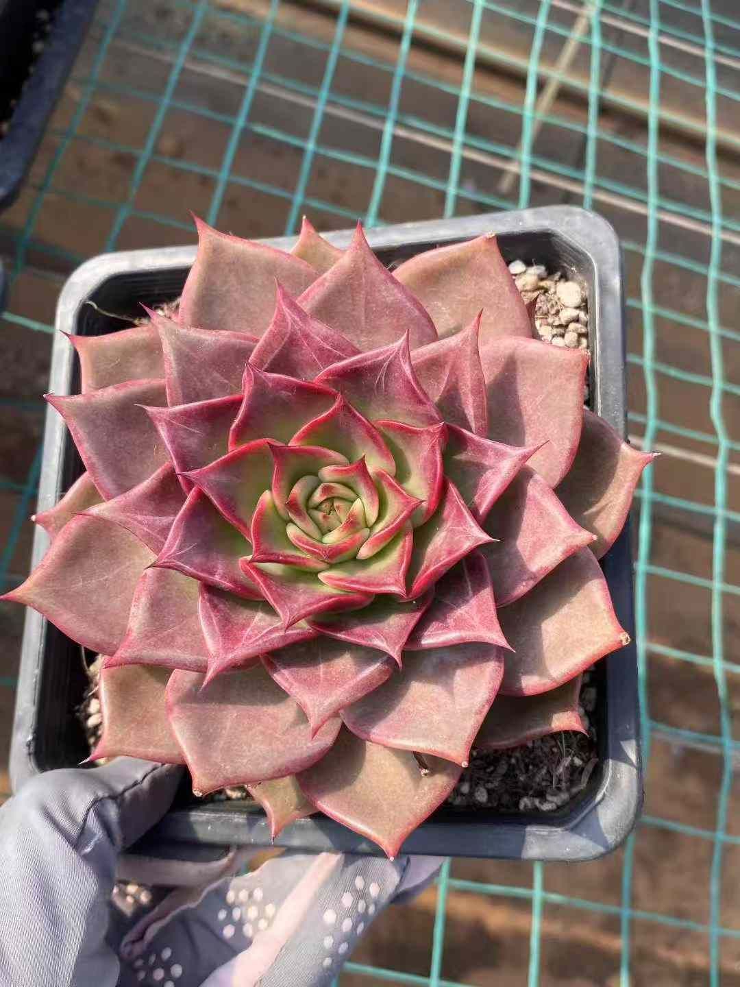 8株×ナツビジン 多肉植物 エケベリア セダム アエオニウム 