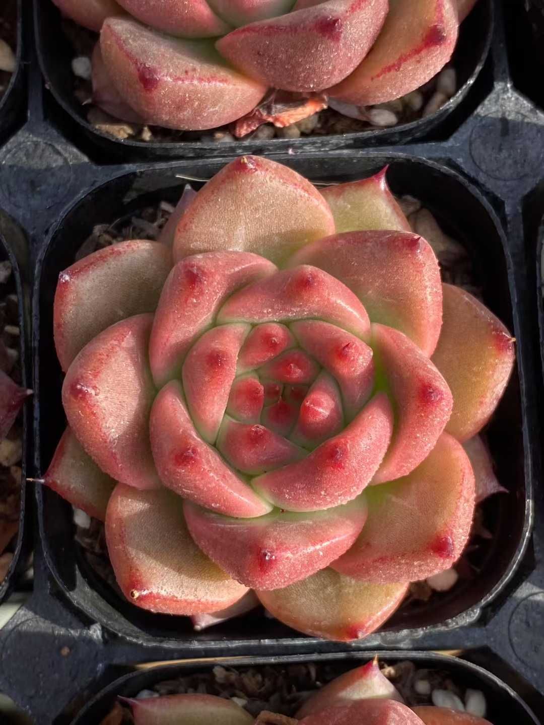 50株×ロッカ 多肉植物 エケベリア セダム アエオニウム グラプトペタルム 韓国苗 寄せ植え MY445