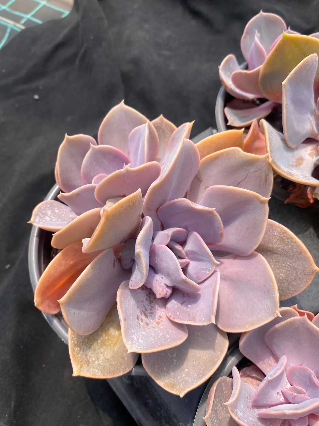 12株×レンレンシンジュ 多肉植物 エケベリア セダム アエオニウム グラプトペタルム 韓国苗 寄せ植え MY448