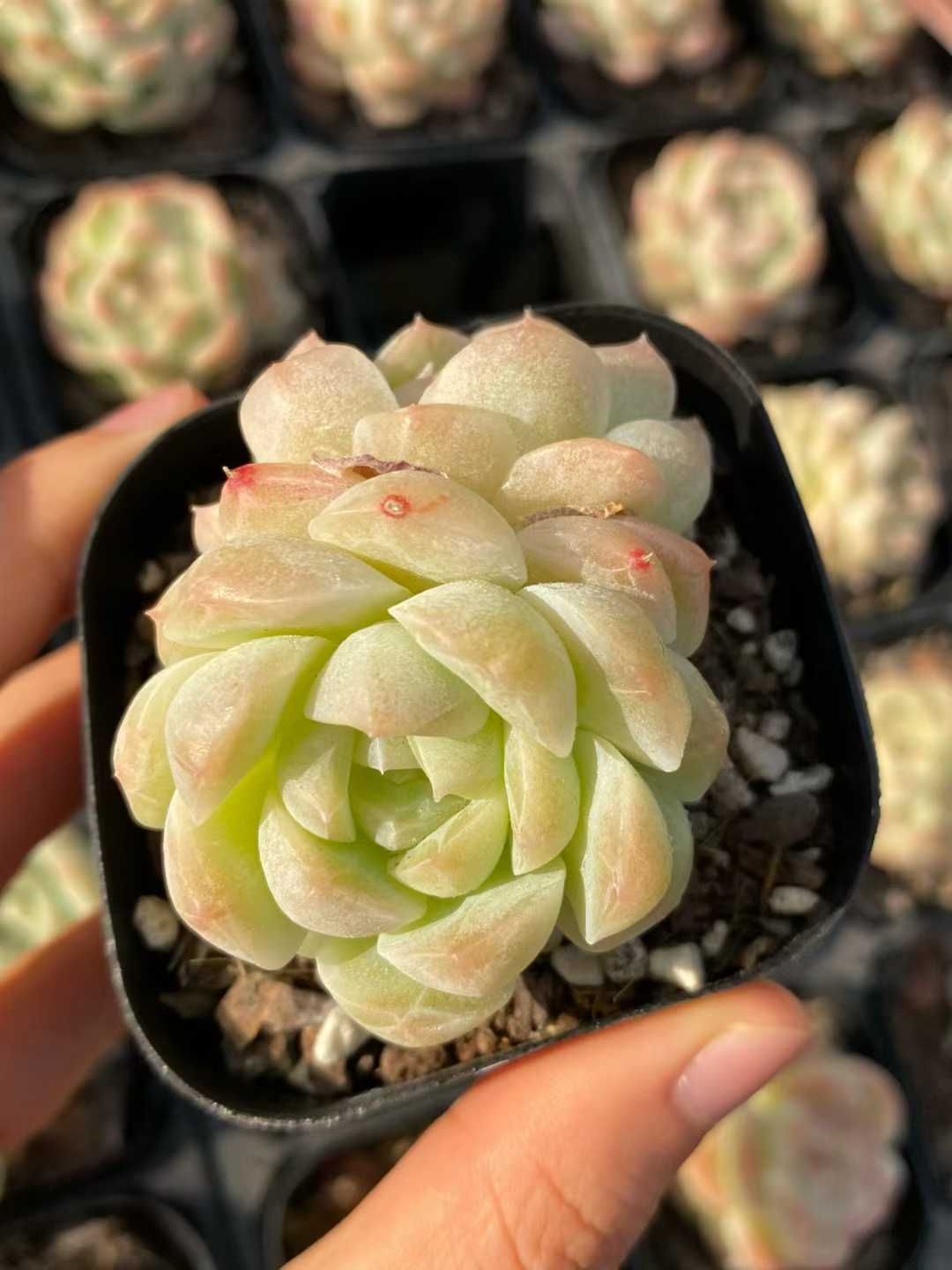 50株×ヨウチ 多肉植物 エケベリア セダム アエオニウム グラプトペタルム 韓国苗 寄せ植え MY461