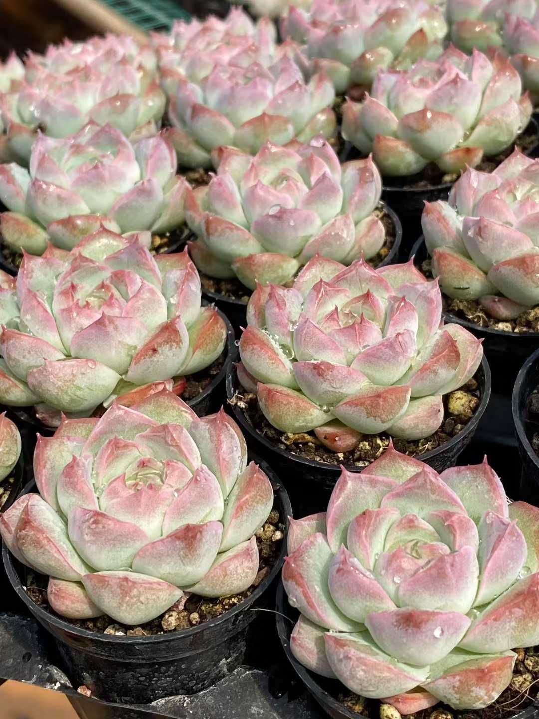  50株×トウクンバイオウ 多肉植物 エケベリア セダム アエオニウム グラプトペタルム 韓国苗 寄せ植え MY 400 その他多肉植物 観葉植物