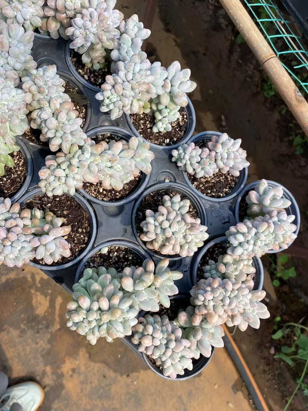 18株×ピンクラバーツイカ 多肉植物 エケベリア セダム アエオニウム グラプトペタルム 韓国苗 寄せ植え MY407