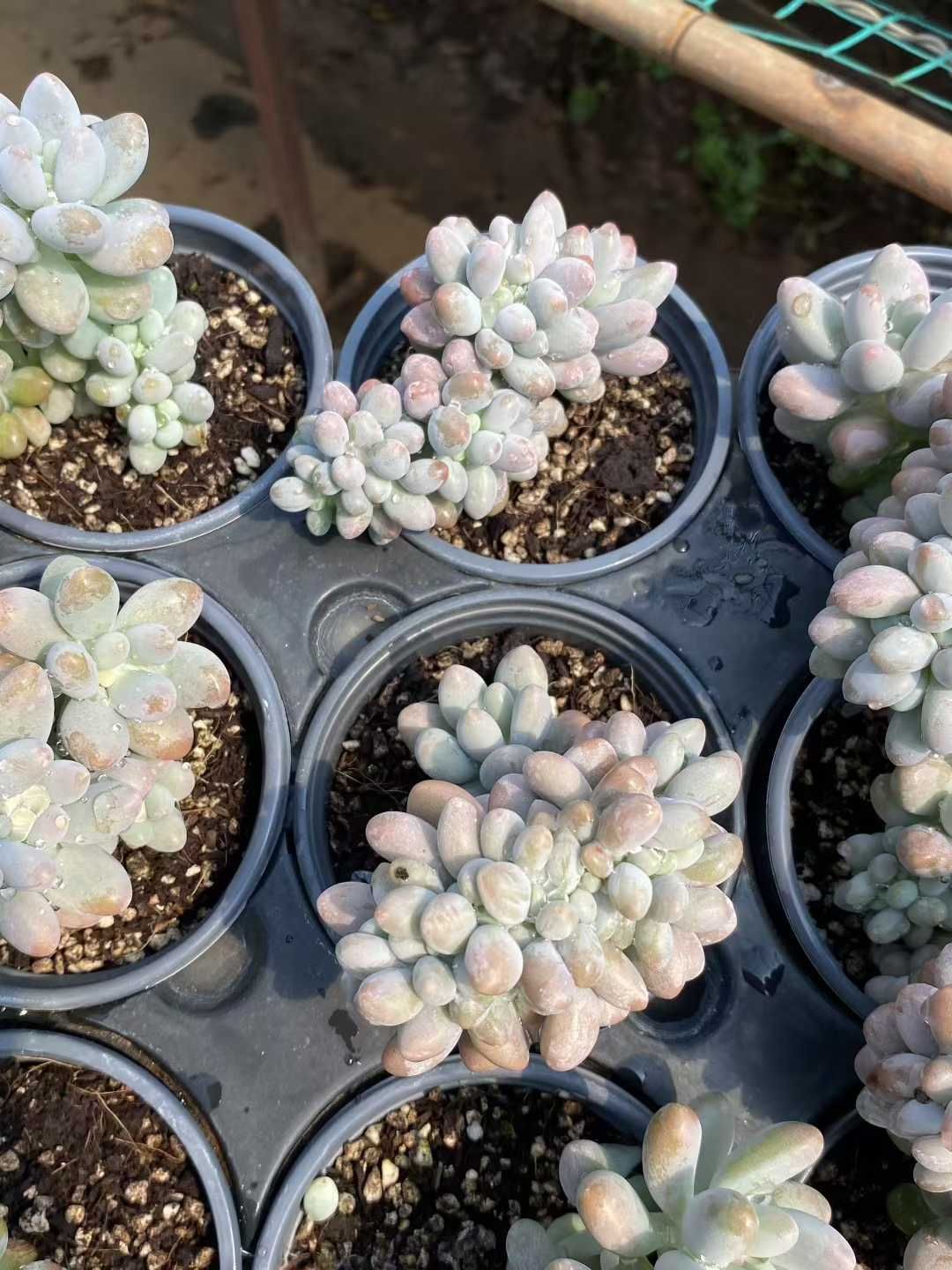 18株×ピンクラバーツイカ 多肉植物 エケベリア セダム アエオニウム グラプトペタルム 韓国苗 寄せ植え MY 407