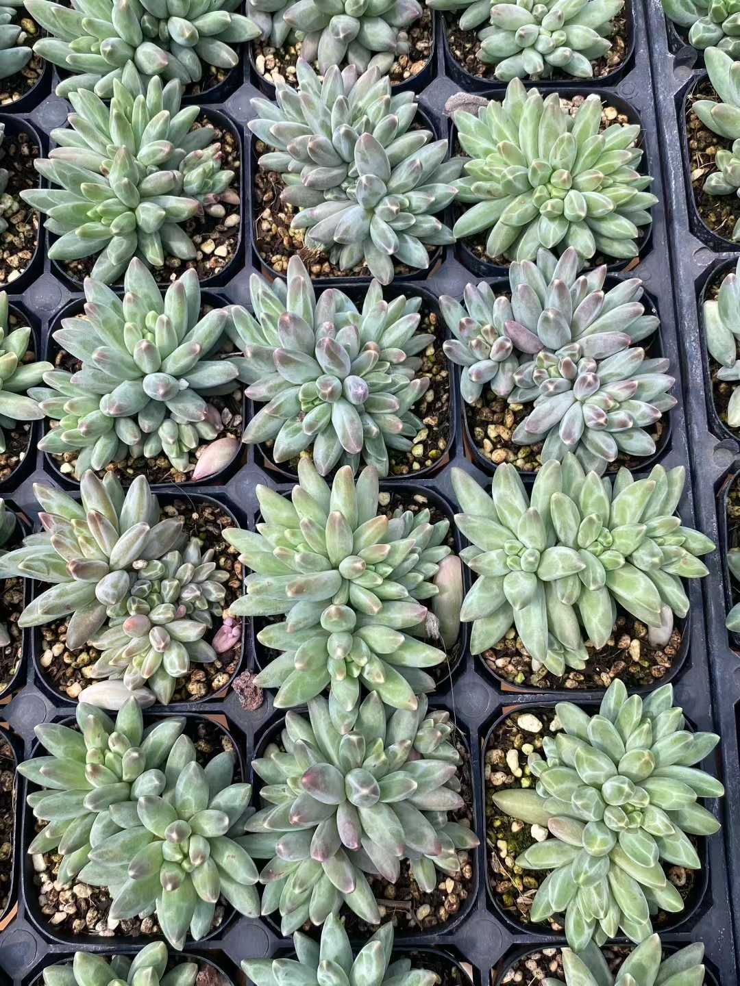 18株×イカロス 多肉植物 エケベリア セダム アエオニウム グラプトペタルム 韓国苗 寄せ植え MY353