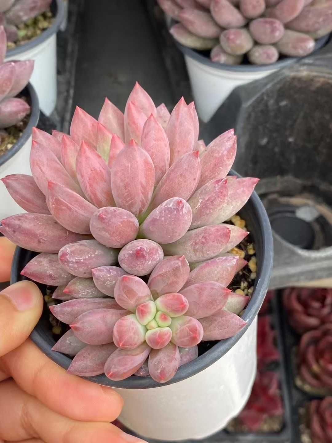 18株×キンギョヒメ 多肉植物 エケベリア セダム アエオニウム グラプトペタルム 韓国苗 寄せ植え MY501