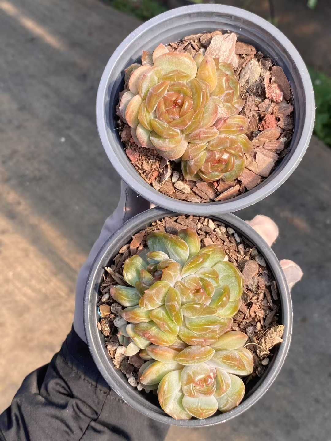 18株×レッドラバー 多肉植物 エケベリア セダム アエオニウム グラプトペタルム 韓国苗 寄せ植え MY415