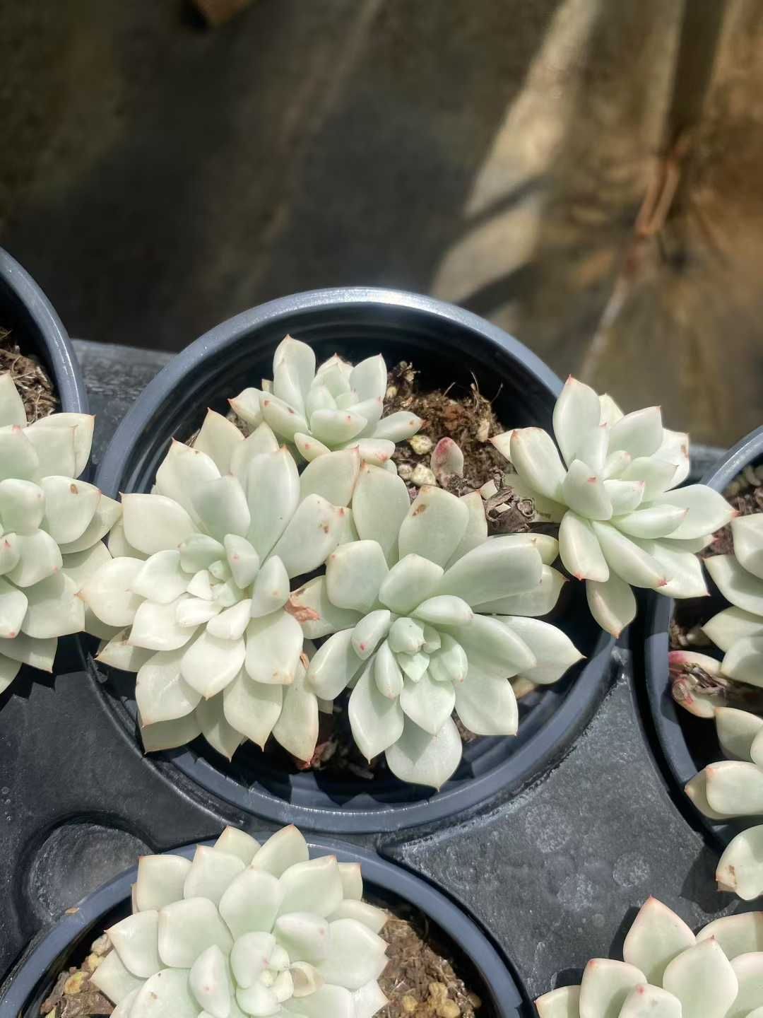 15株×ヒョウセツビジンニシキ 多肉植物 エケベリア セダム