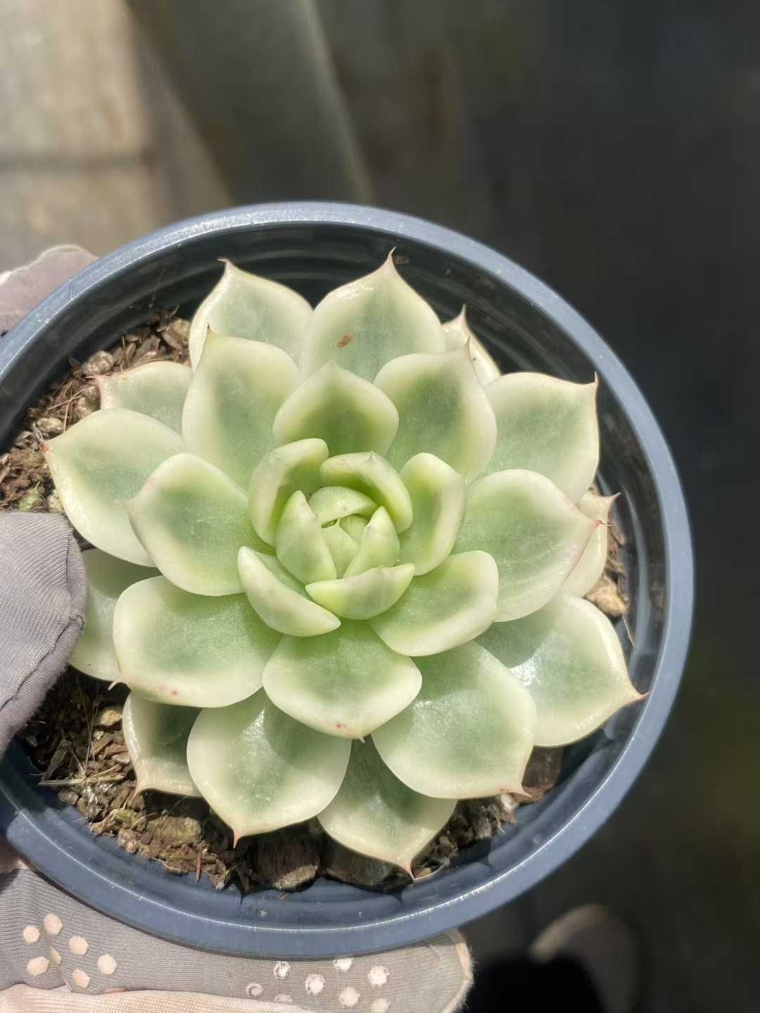 多肉植物アエオニウム❤シムシー錦❤️ 18株×コチョウヒニシキ 多肉植物 エケベリア セダム アエオニウム