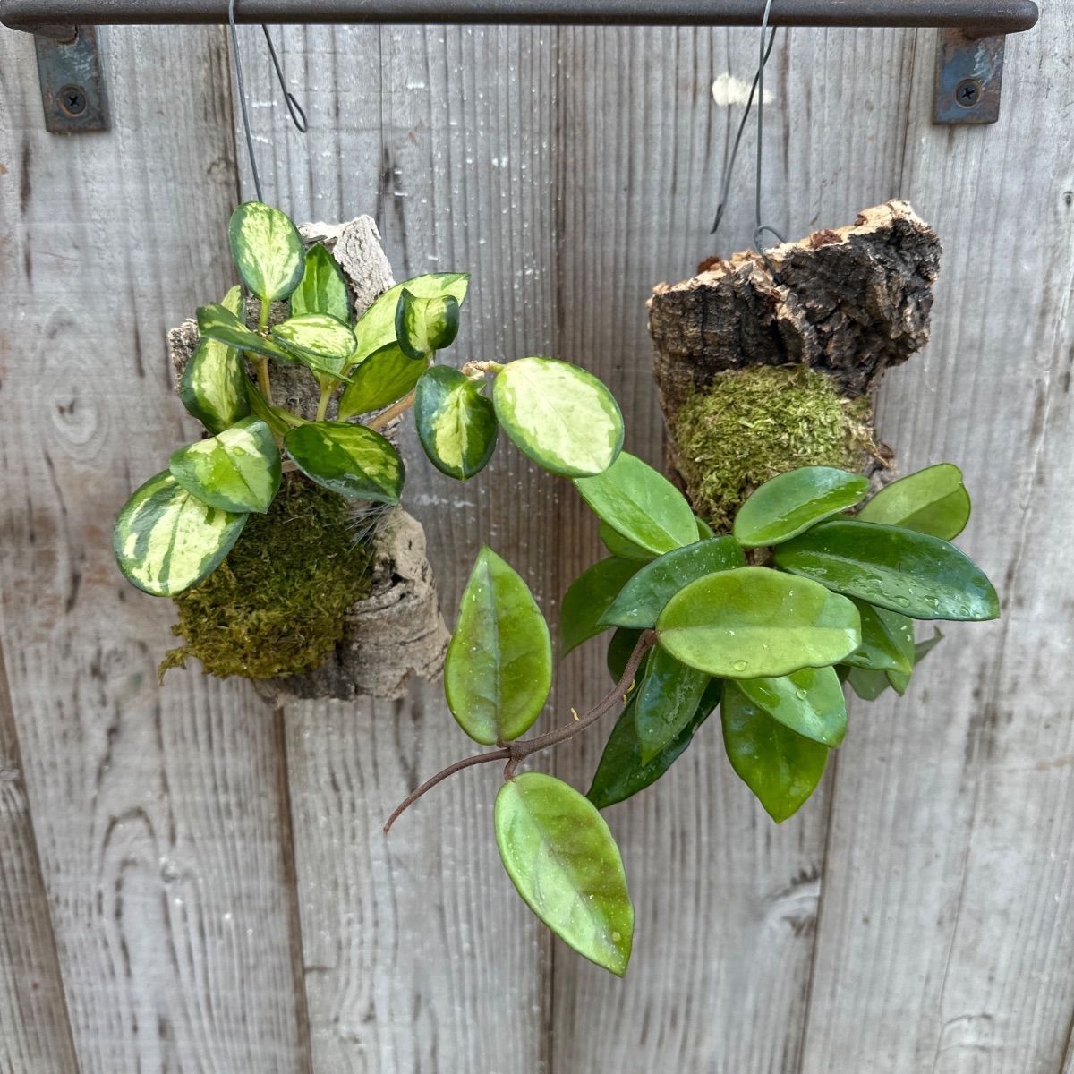 九尾の狐 BIG（ビッグ）蛇✨⭐️オルゴナイト⭐️✨・金運・仕事運・財運