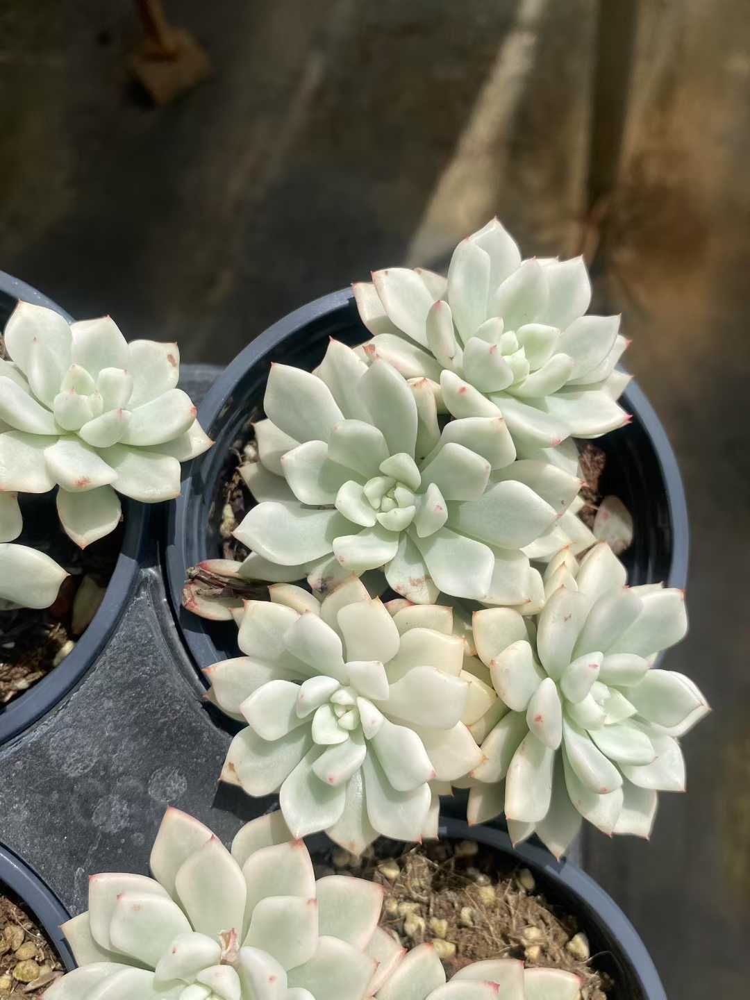 15株×ヒョウセツビジンニシキ 多肉植物 エケベリア セダム