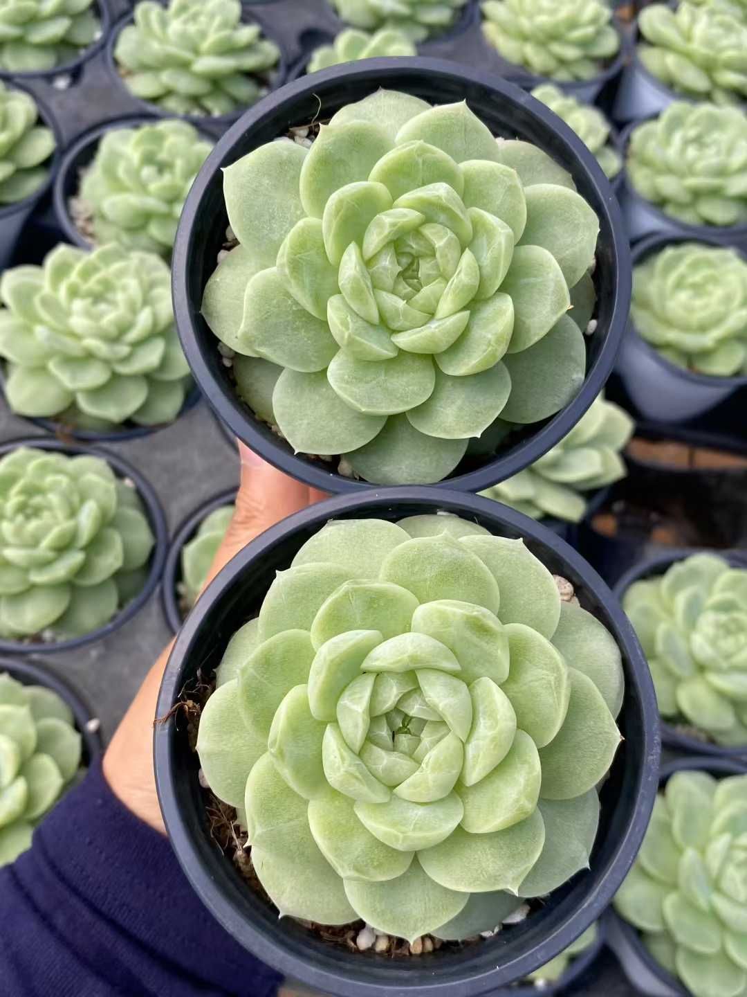 18株×リンカハク 多肉植物 エケベリア セダム アエオニウム グラプトペタルム 韓国苗 寄せ植え MY531 WWW_GEBZETESISAT_COM_TR