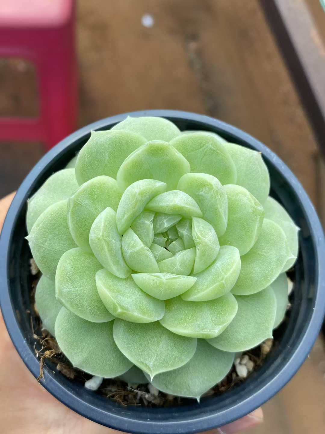 18株×リンカハク 多肉植物 エケベリア セダム アエオニウム グラプトペタルム 韓国苗 寄せ植え MY531