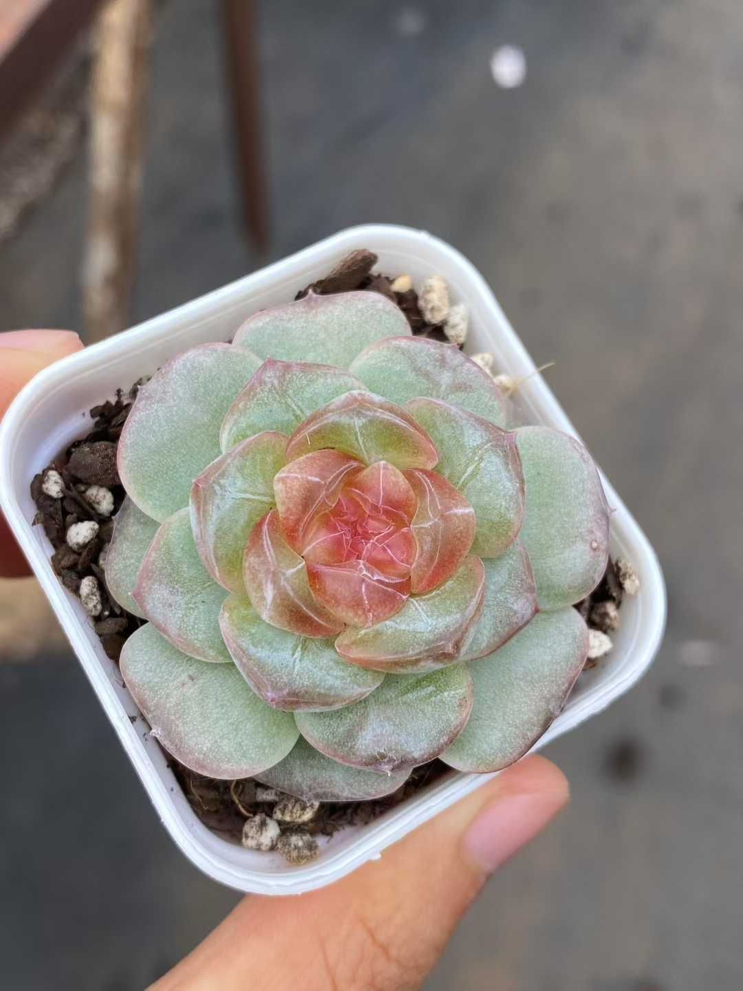 24株×アマチャ 多肉植物 エケベリア セダム アエオニウム グラプトペタルム 韓国苗 寄せ植え MY540