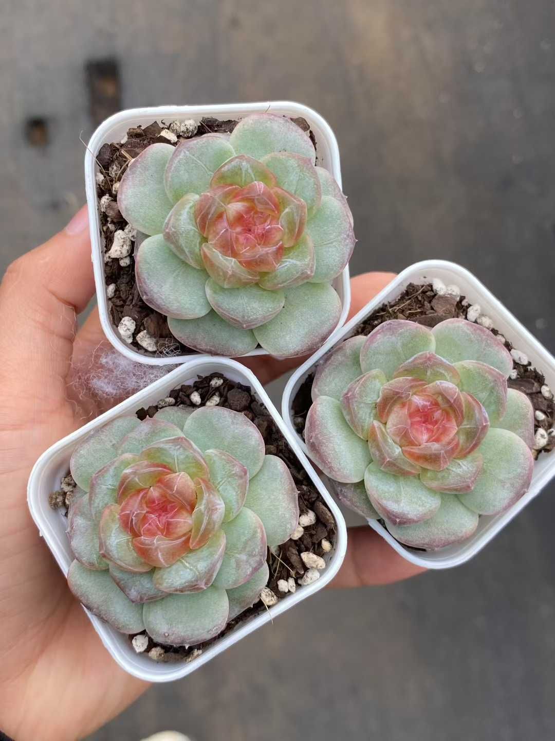 24株×アマチャ 多肉植物 エケベリア セダム アエオニウム グラプトペタルム 韓国苗 寄せ植え MY540