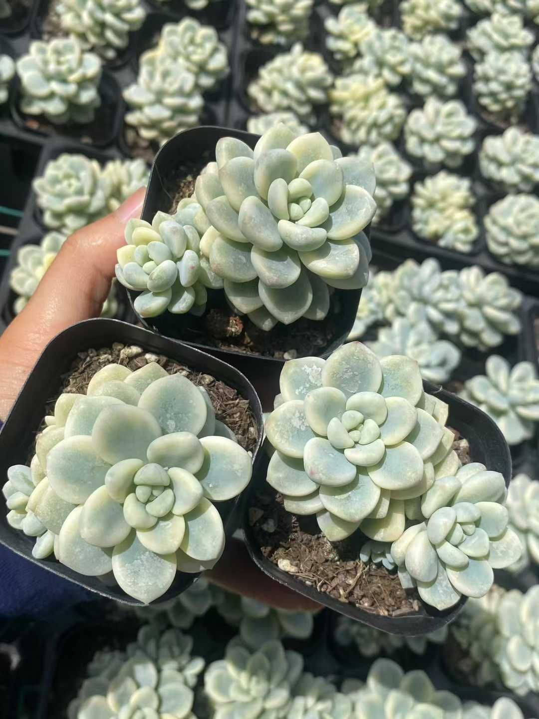 50株×ラウルニシキ 多肉植物 エケベリア セダム アエオニウム グラプトペタルム 韓国苗 寄せ植え MY565