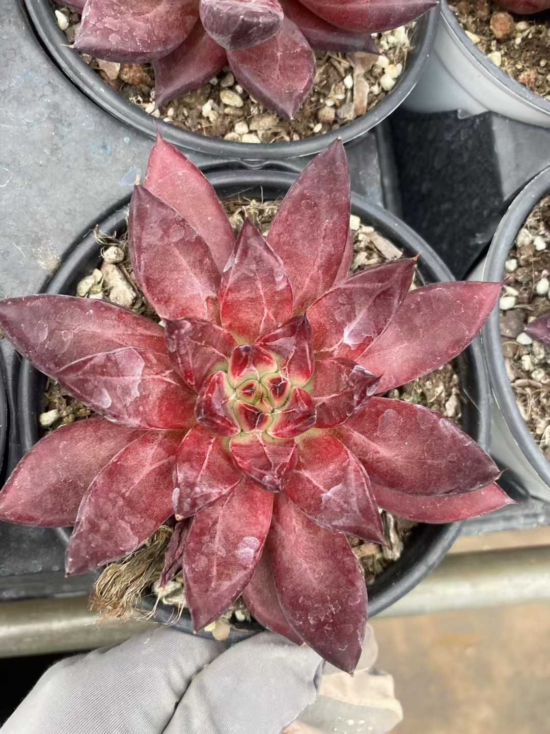 12株×デーモンソウル 多肉植物 エケベリア セダム アエオニウム グラプトペタルム 韓国苗 寄せ植え MY433