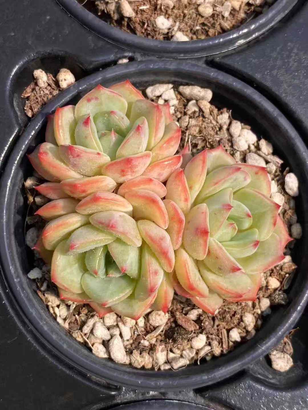 多肉植物セット（エケベリア・セダム）*3 18株×キンカイ 多肉植物 エケベリア セダム アエオニウム