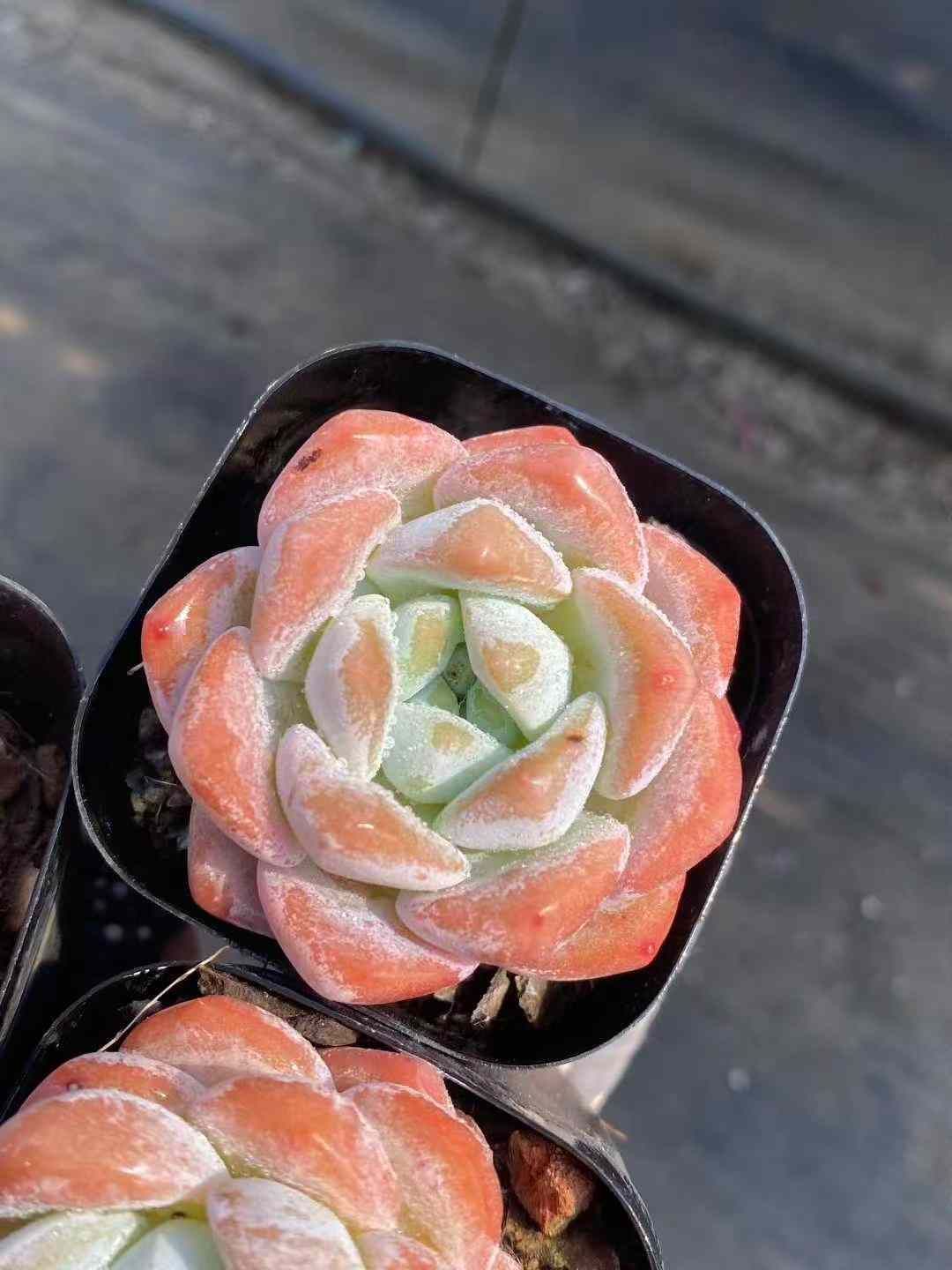 点限り 50株×ソウカ 多肉植物 エケベリア セダム アエオニウム グラプトペタルム 韓国苗 寄せ植え MY576 表情豊かな