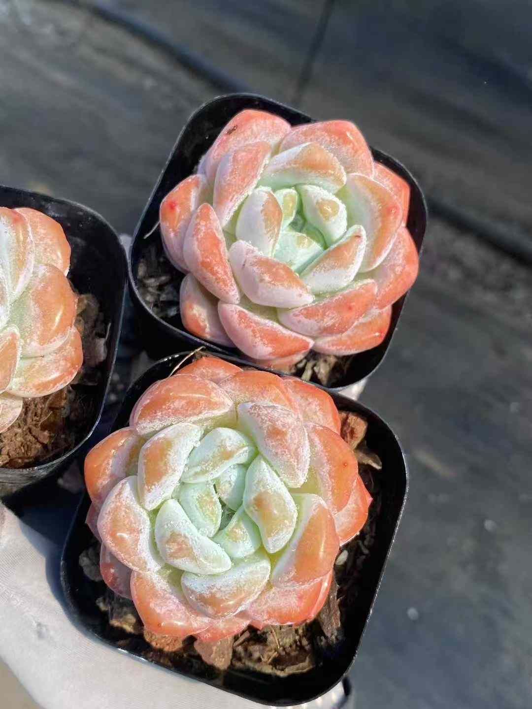 エケベリア セダム