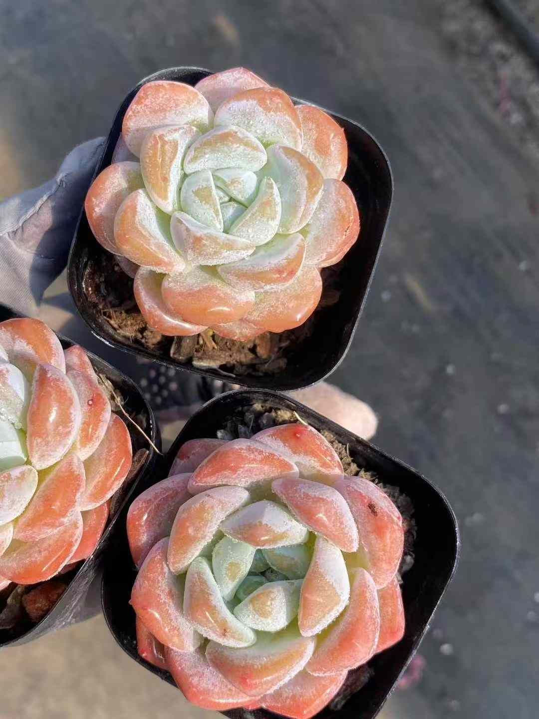 韓国苗 寄せ植え