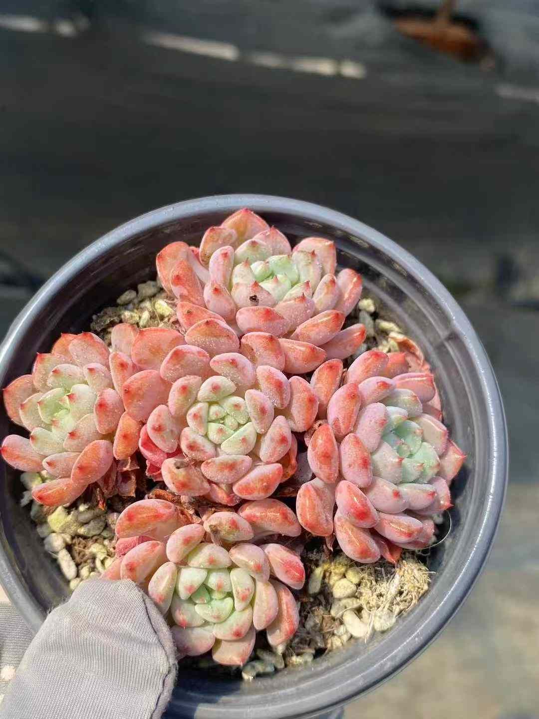 アワユキニシキ×15株 多肉植物 エケベリア セダム アエオニウム