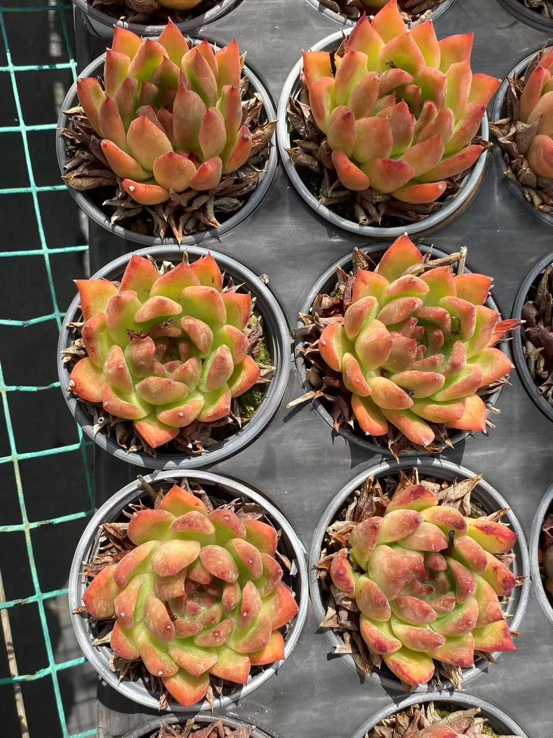 エケベリア・セダム lemmikki エケベリア・セダム寄せ植え