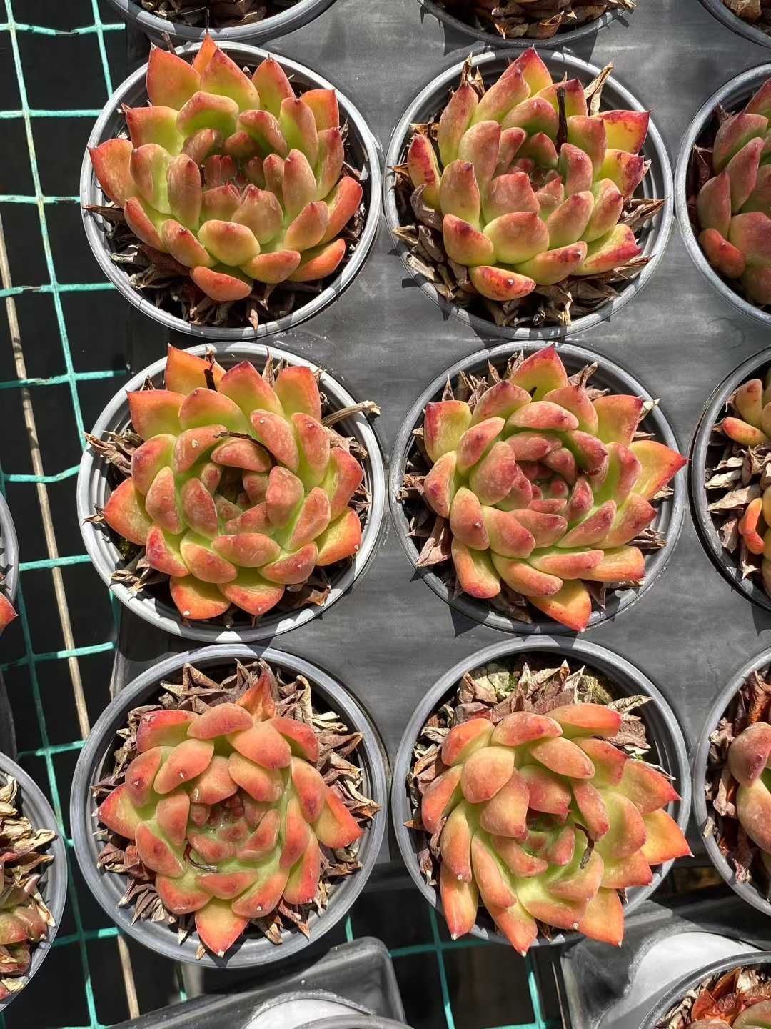 多肉植物　韓国苗　スリョン　抜き苗 多肉植物 スリョン錦 多肉植物 スリョン 抜き苗 鉢内全て 多肉植物