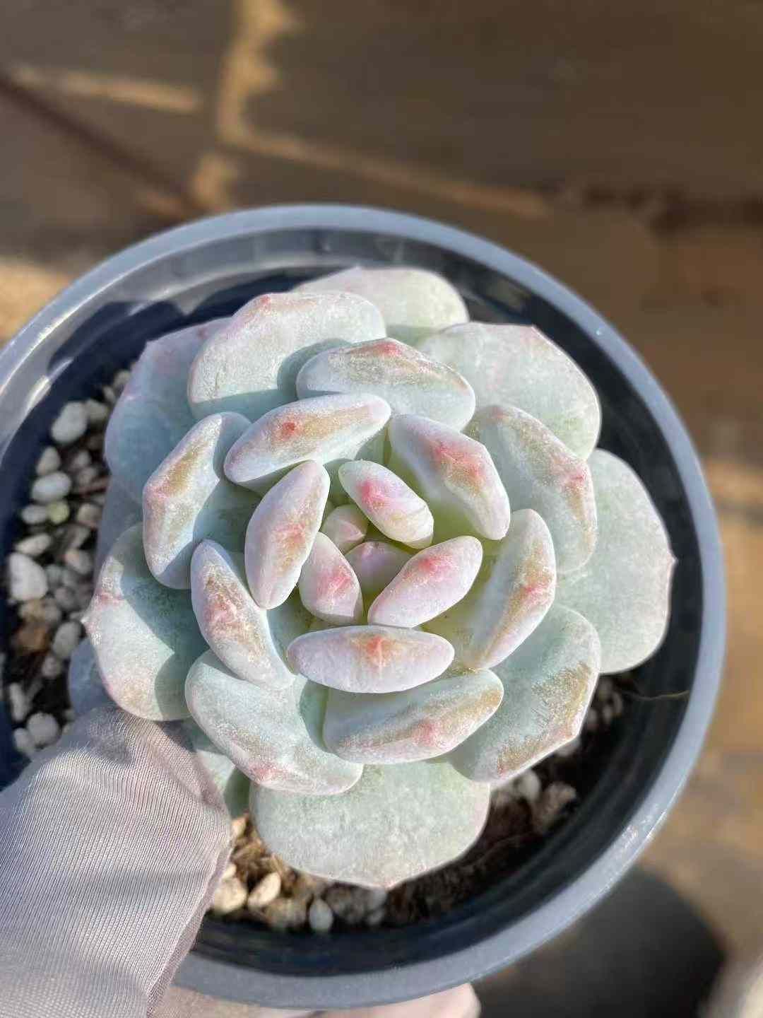 18株×ギョクフヨウセッカ 多肉植物 エケベリア セダム アエオニウム グラプトペタルム 韓国苗 寄せ植え MY588