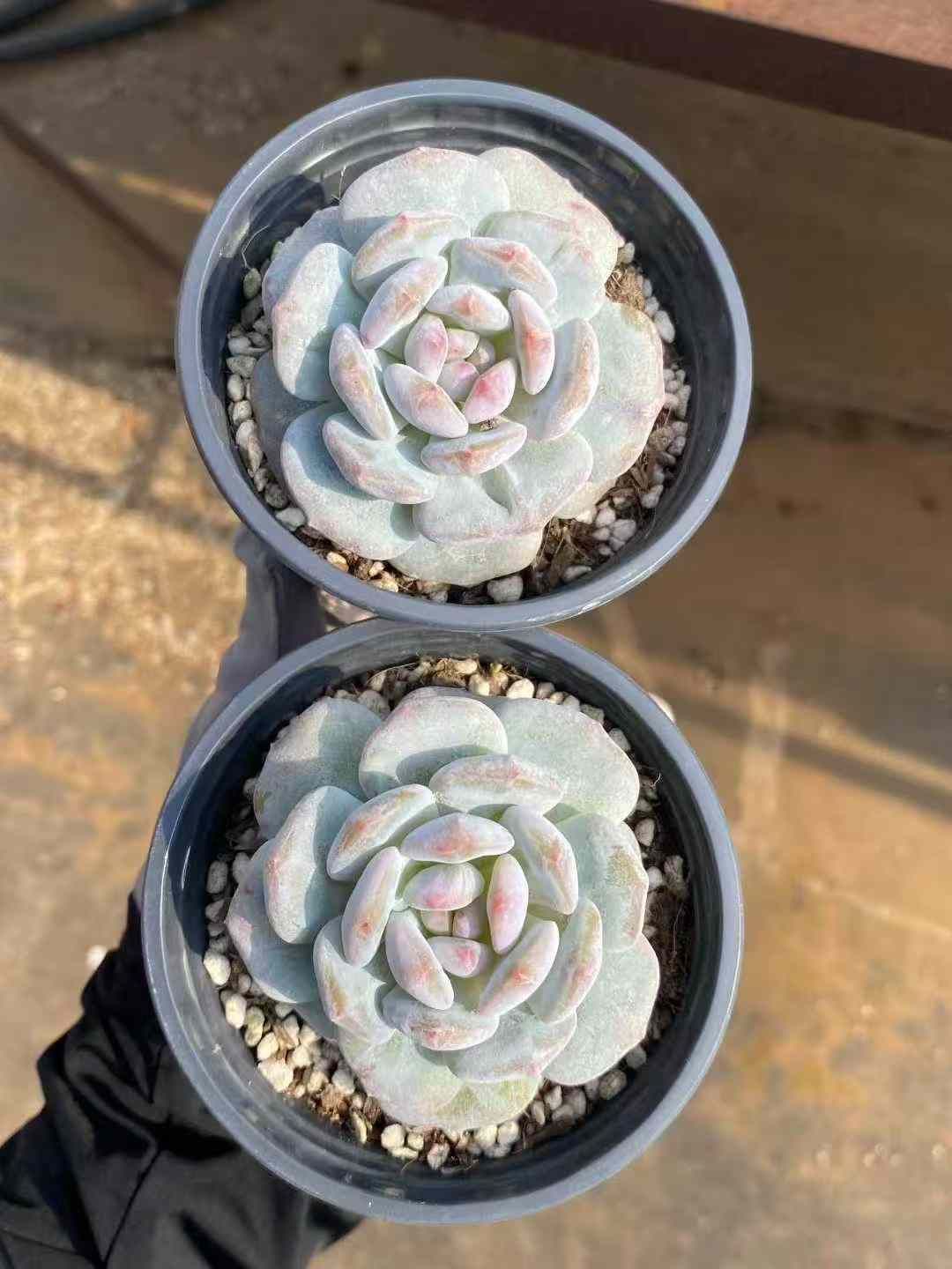 18株×ギョクフヨウセッカ 多肉植物 エケベリア セダム アエオニウム グラプトペタルム 韓国苗 寄せ植え MY588