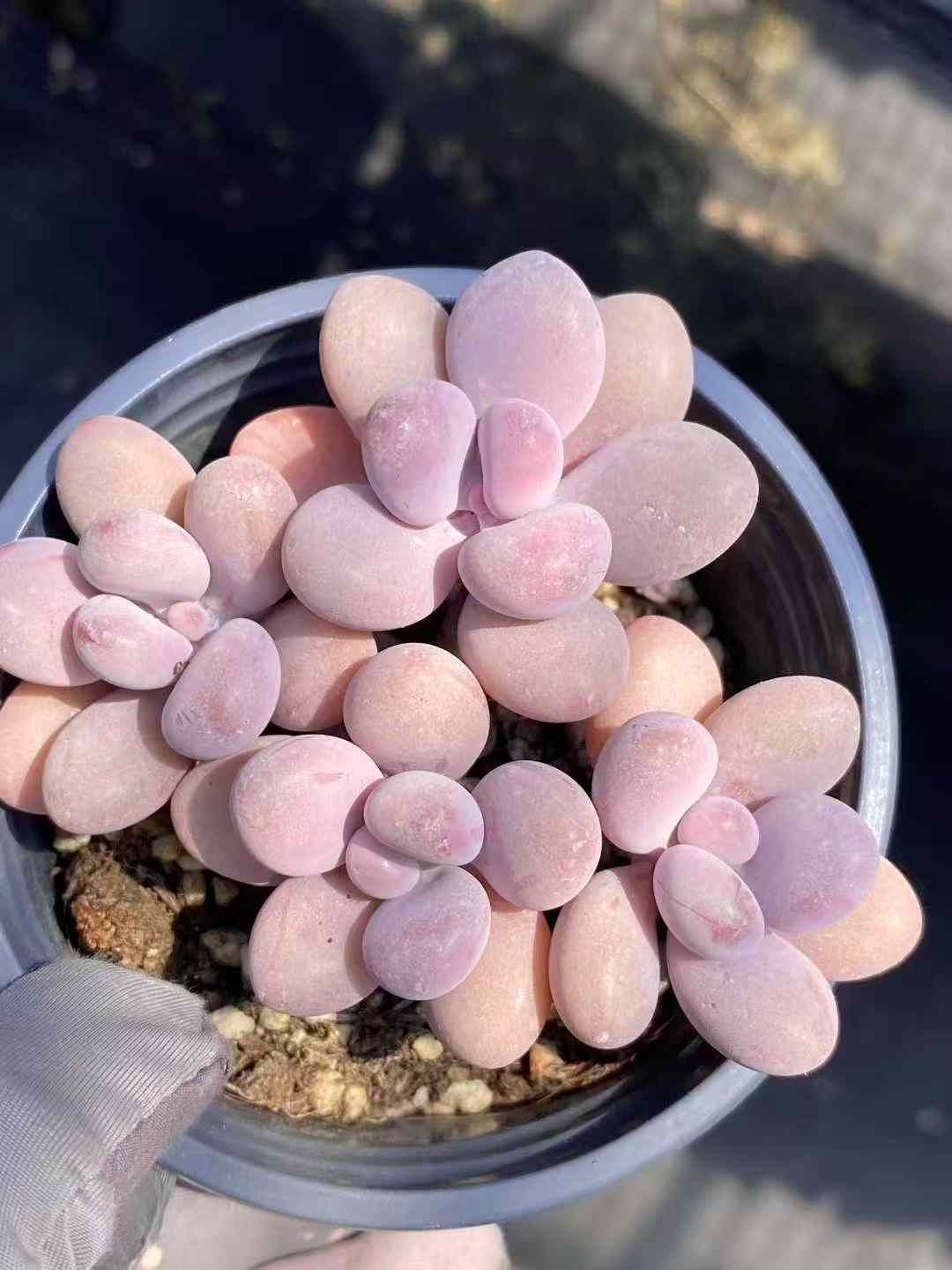 18株×モモタマ 多肉植物 エケベリア セダム アエオニウム グラプトペタルム 韓国苗 寄せ植え MY589