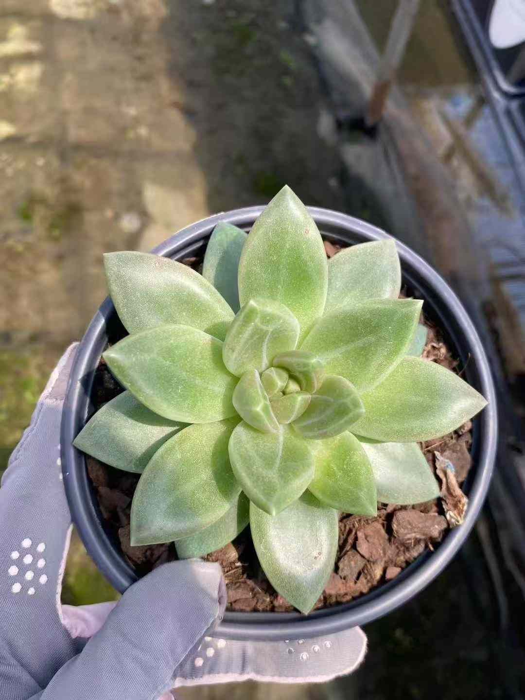 12株×フォグバブル 多肉植物 エケベリア セダム アエオニウム グラプトペタルム 韓国苗 寄せ植え MY591